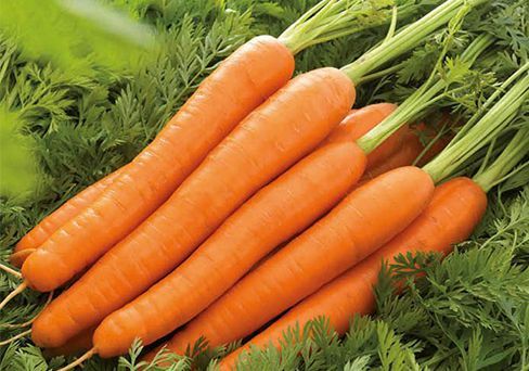 Морковь Лагуна F1, семена 0,5 г