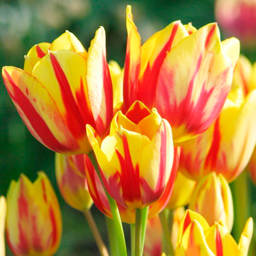 Тюльпан многоцветковый Колор Спектакль 8 шт.