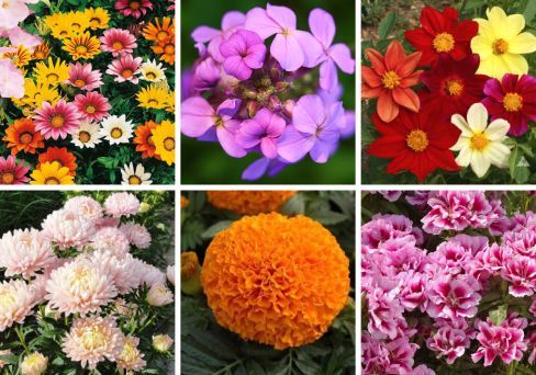 Подарочный Набор из 30 видов семян цветов "Клумба"