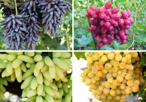 Комплект винограда: Звездный тандем кишмишей из 4-х сортов