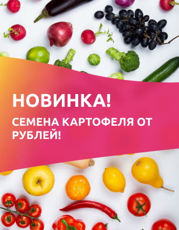 Новинка! Семена картофеля от 40 рублей!