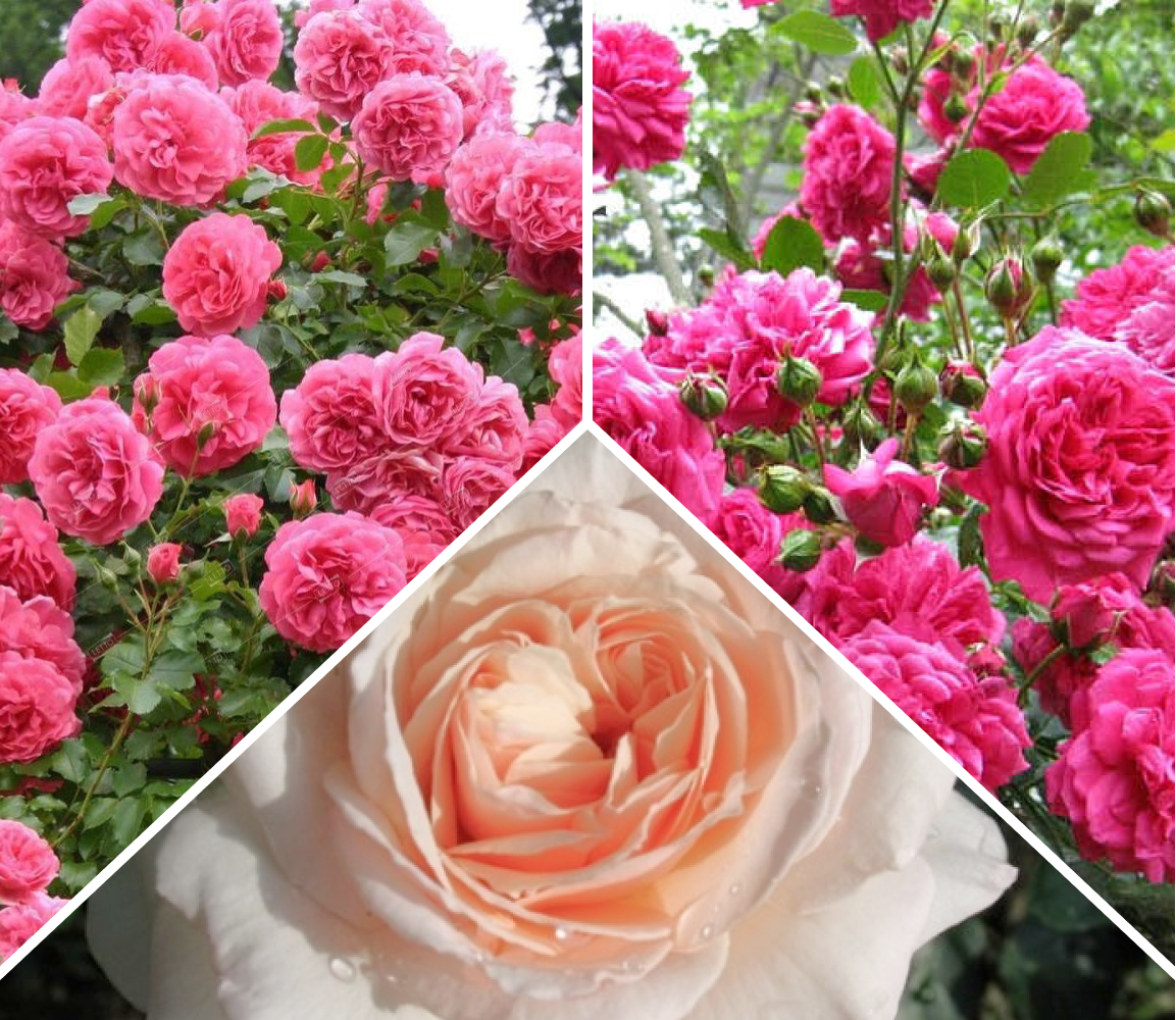 Комплект плетистых роз «Воздушный шар»