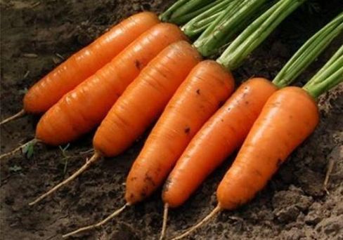 Морковь Каскад F1, семена 0,5 г