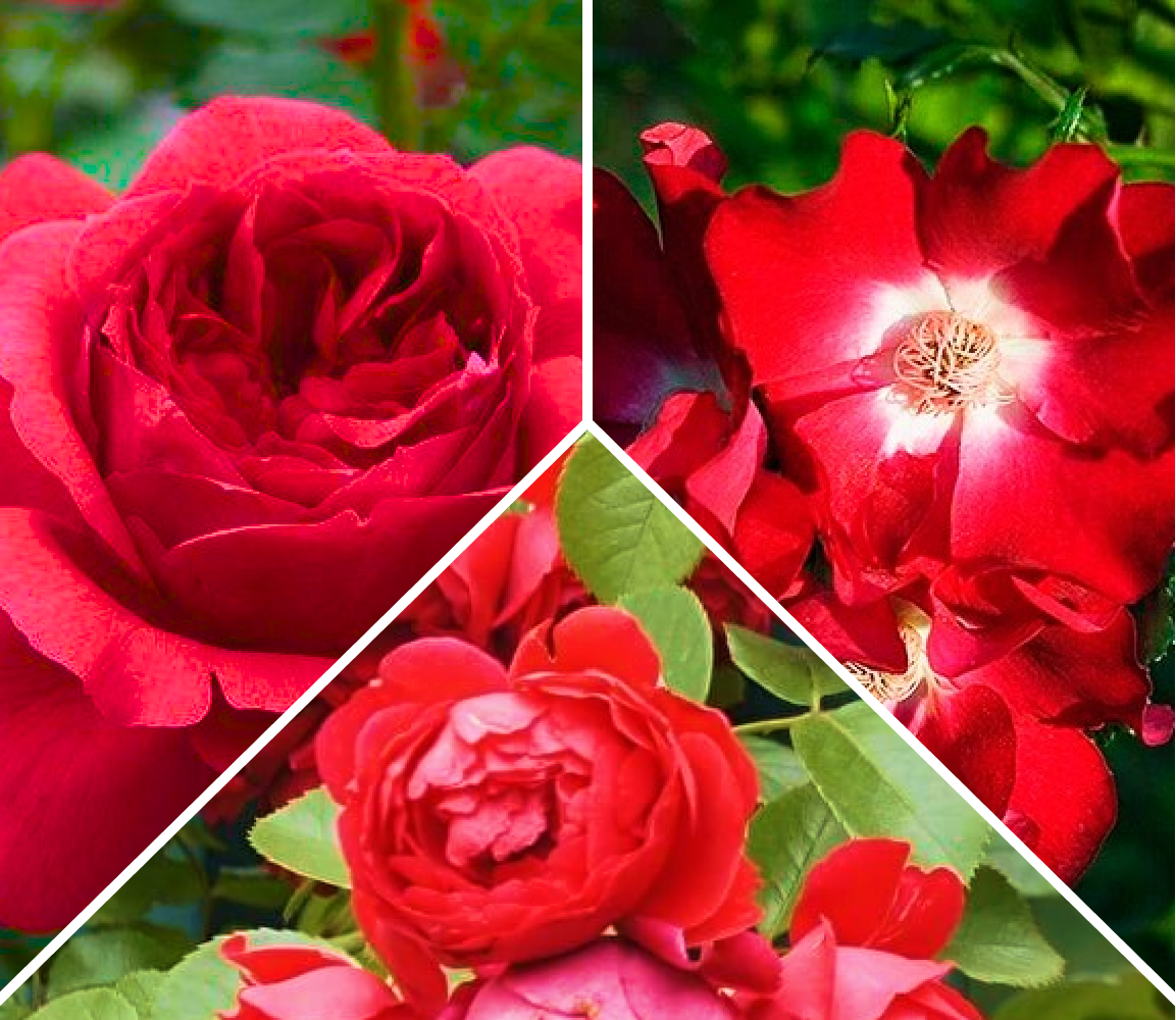 Комплект плетистых роз «Шедевр»