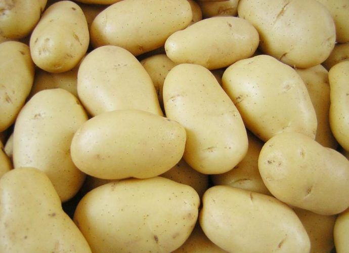 Картофель Беллароза 1 кг семенной – купить в питомнике \