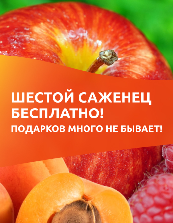 Шестой саженец бесплатно! Подарков много не бывает!