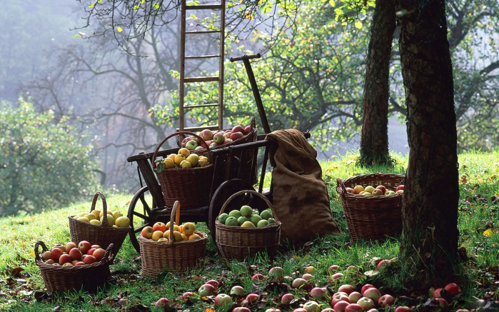 Квоты на импорт фруктов и ягод попросили ввести российские садоводы