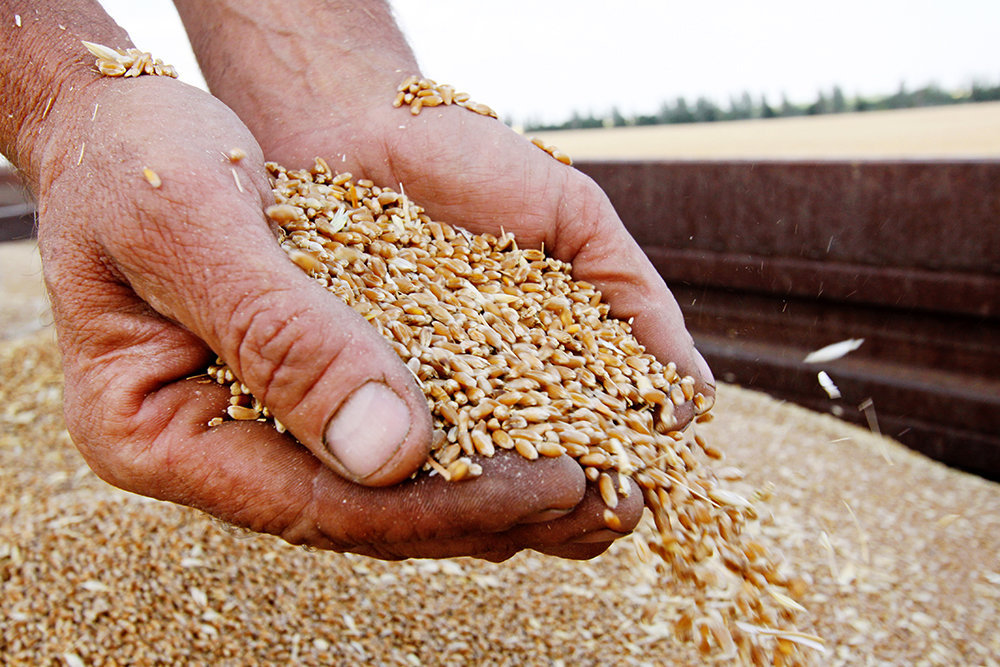 15,4 млрд рублей получил бюджет России от повышения пошлины на зерно
