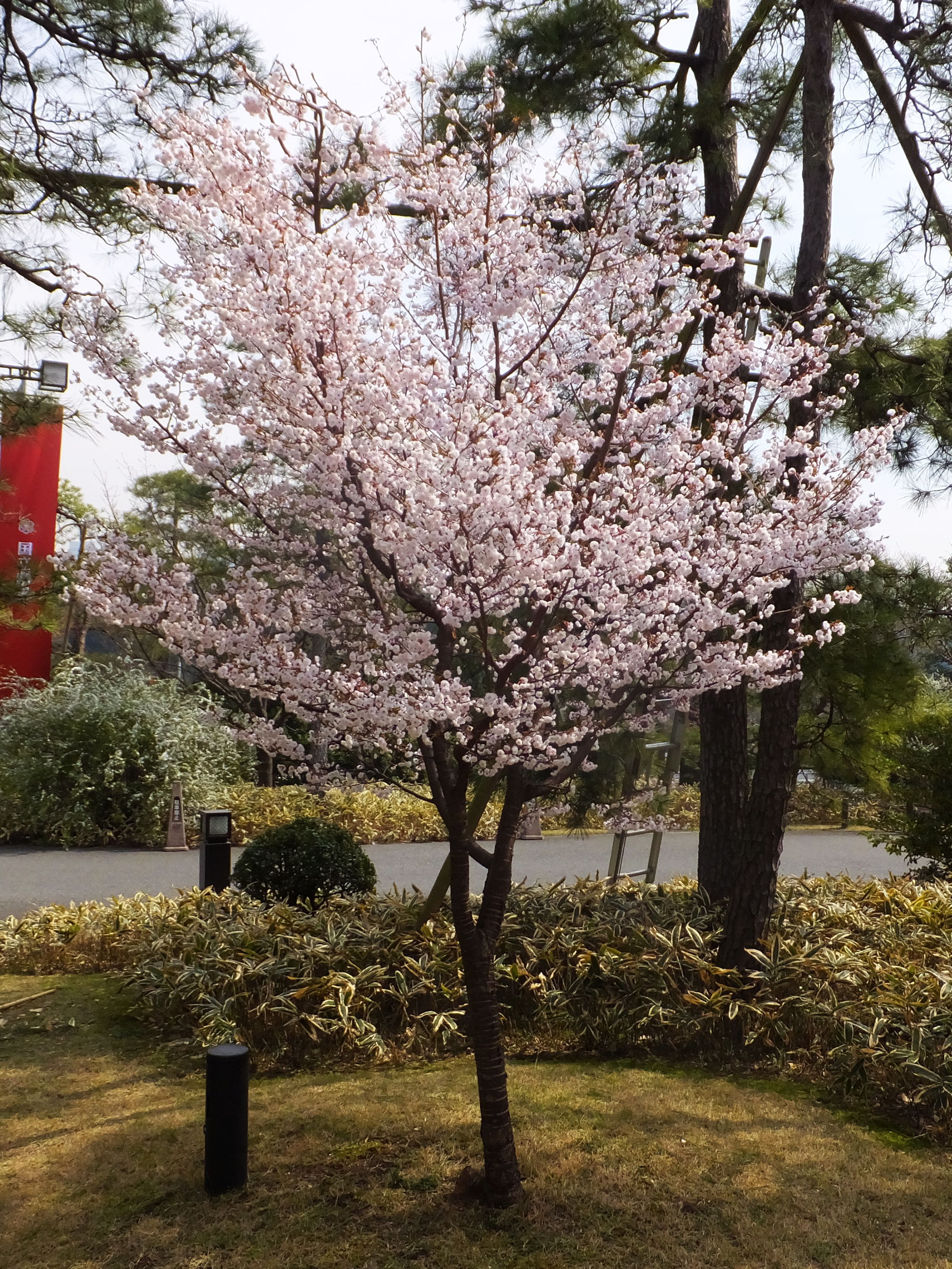 Сакура (вишня декоративная) Микинори