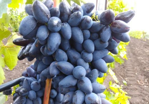 Виноград чёрный Атос