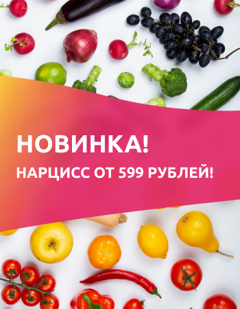 Новинка! Нарцисс от 599 рублей!