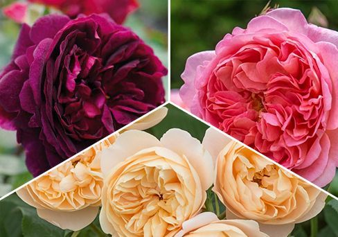 Розы: 3 ароматных саженца в одном наборе