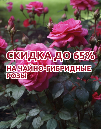 Чайно-гибридные розы со скидкой до 65%