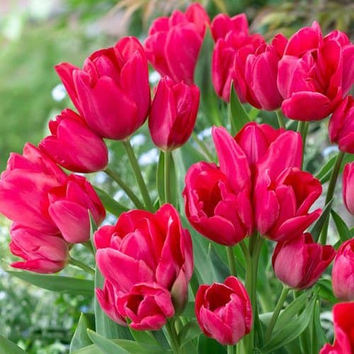 Тюльпан многоцветковый Мери Го Раунд 8 шт.