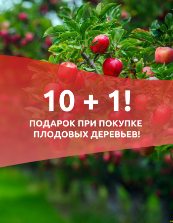 10 + 1! Подарок при покупке плодовых деревьев!