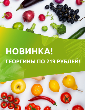Новинка! Георгины по 219 рублей!
