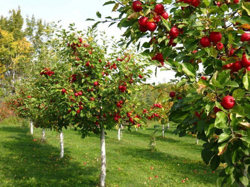 5 советов по совместной посадке плодовых деревьев и кустарников