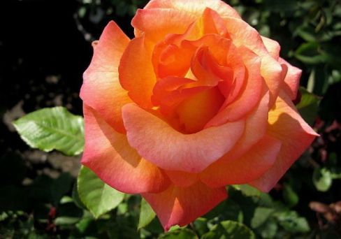 Роза флорибунда Сунита
