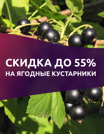 Скидка до 55% на ягодные кустарники