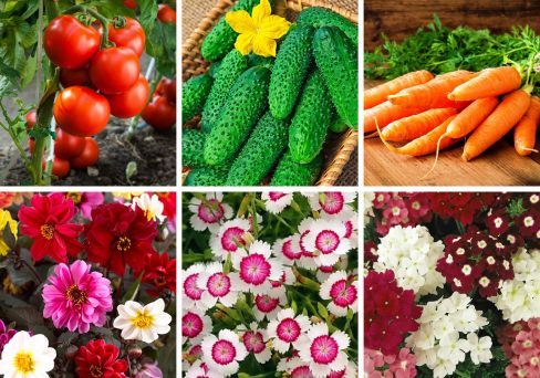 Подарочный набор из 100 видов семян овощей и цветов «Изобилие»