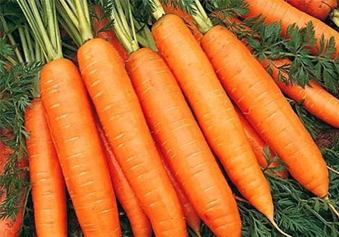 Морковь Алтаир F1, семена 1 г