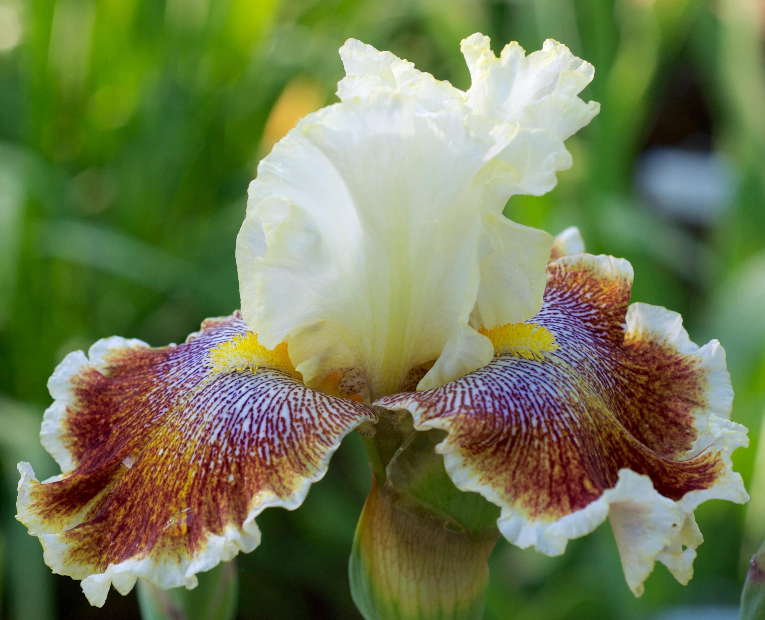 Iris jardiel