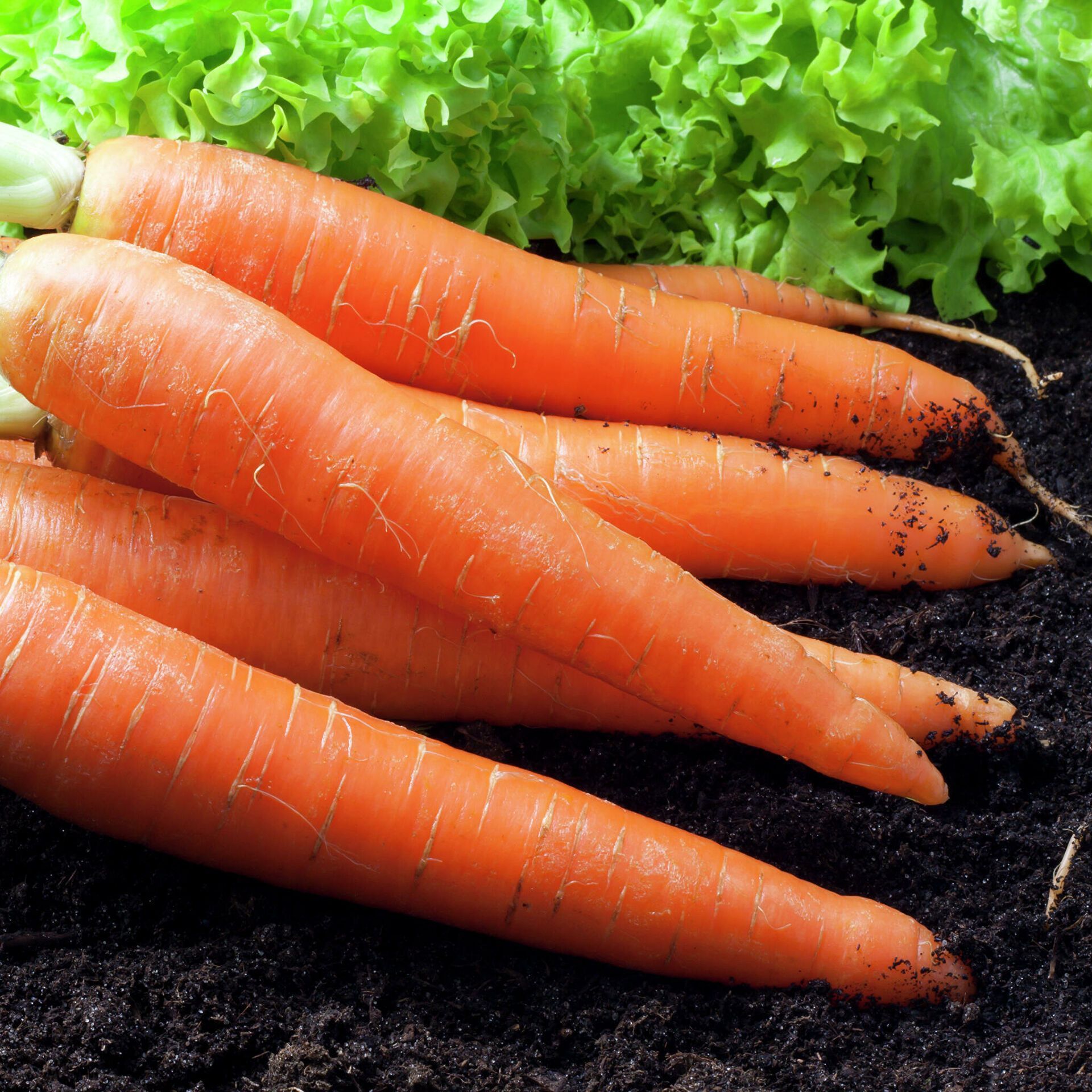 Морковь Витаминная, семена на ленте