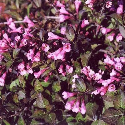 Вейгела цветущая Фолис Пурпуреус