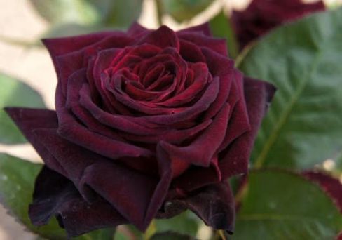 Роза чайно-гибридная Черный Принц