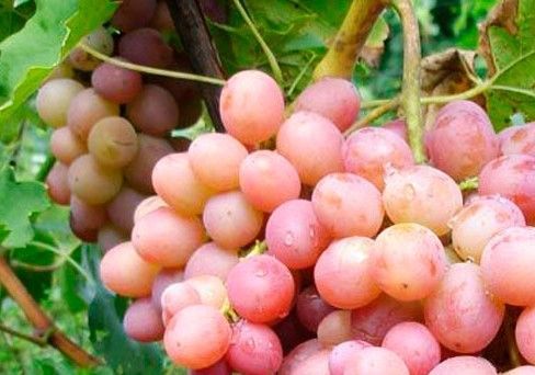 Виноград розовый Ливия