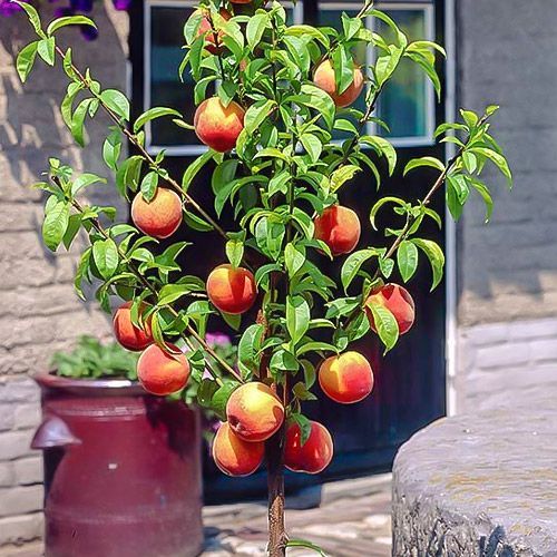 Персик колоновидный Сувенир