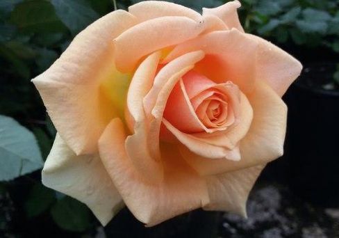 Роза чайно-гибридная Шантре
