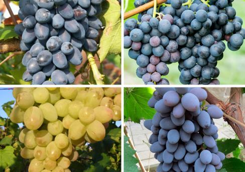 Комплект винограда: Искушение из 4-х сортов