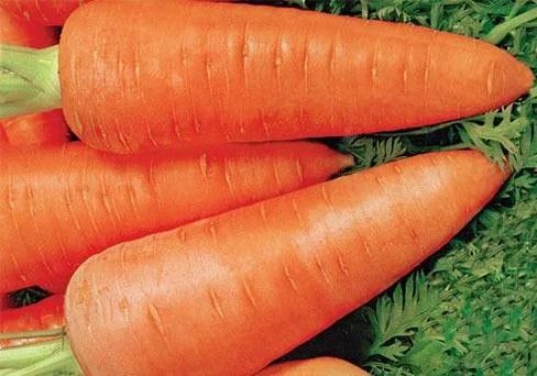 Морковь Кантербюри F1, семена 0,5 г