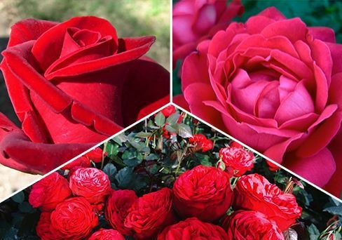 Суперпредложение! Красные гибридные розы комплектом из 3-х саженцев