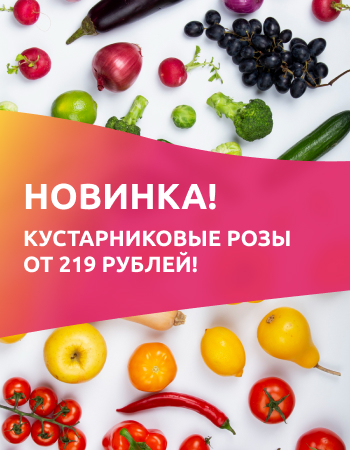 Новинка! Кустарниковые розы по 219 рублей