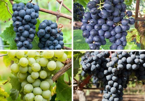 Комплект винограда: Шардоне из 4-х сортов