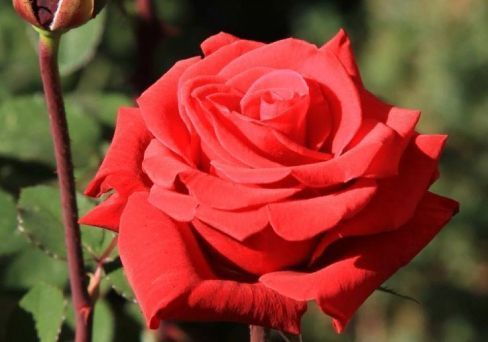 Роза чайно-гибридная Ред Берлин