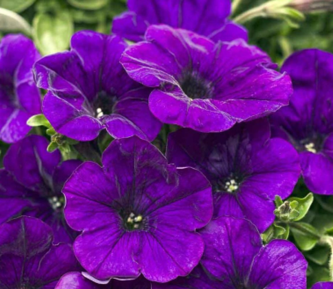 Петуния Карлик Фиолетовый F1, семена