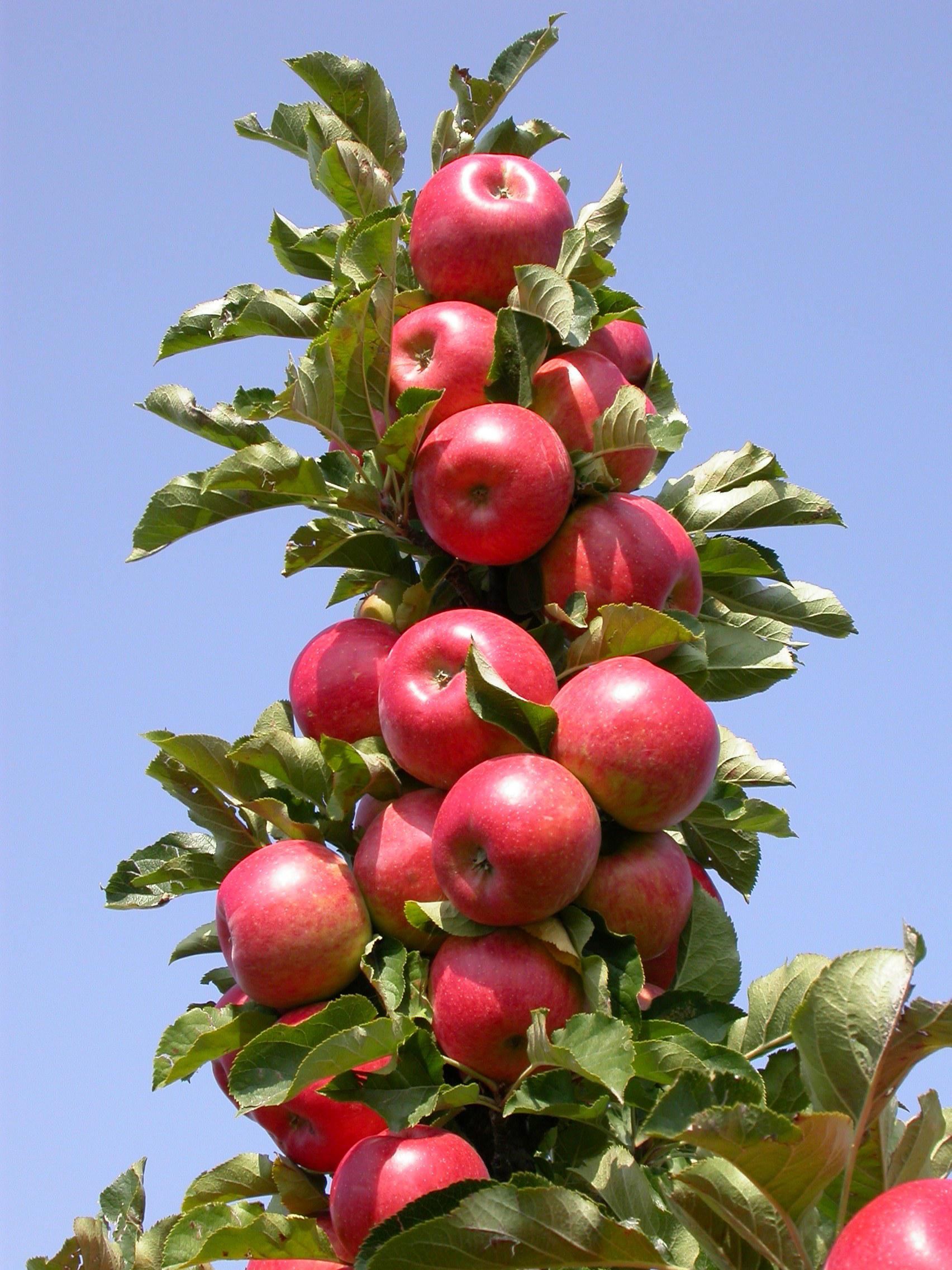 Яблоня колоновидная Красная