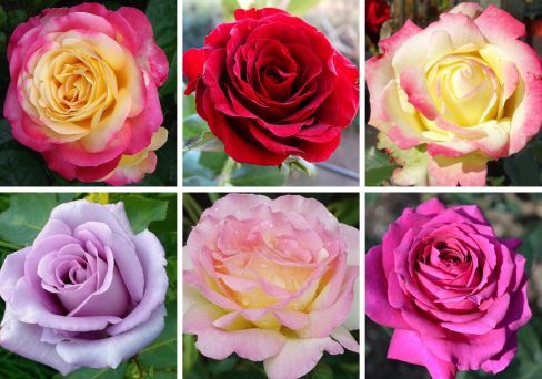 Набор из чайно-гибридных роз 15 роз