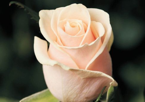 Роза чайно-гибридная Талея
