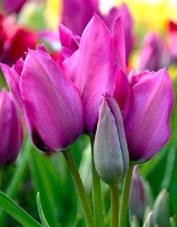 Тюльпан многоцветковый Пурпл Букет 5 шт.