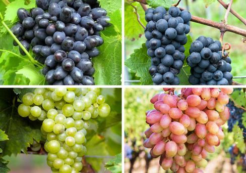 Комплект винограда: Совиньон из 4-х сортов