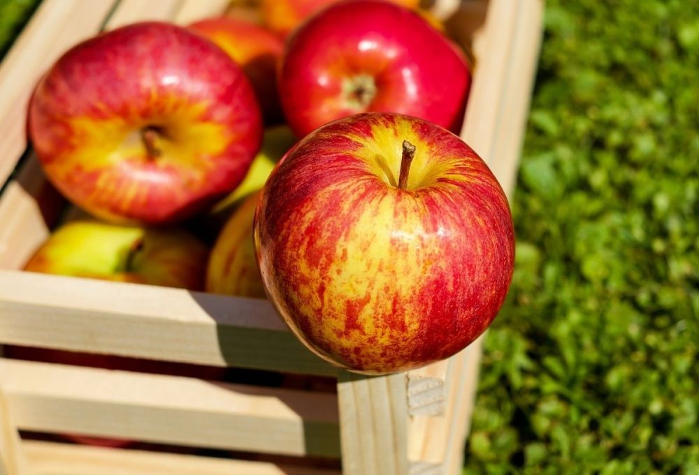 Куда сдавать яблоки? Садоводы жалуются на проблемы с реализацией урожаев из-за импорта