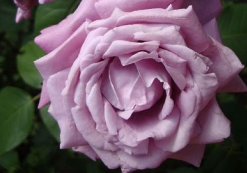 Роза чайно-гибридная Блю Парфюм
