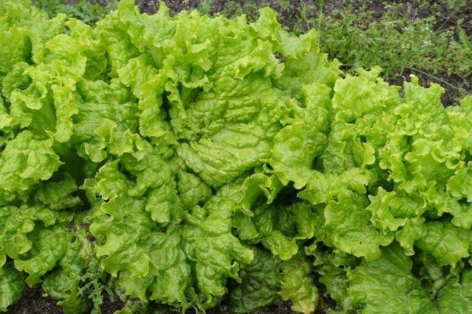 Салат полукочанный Гранд Рапидс, семена 1 г