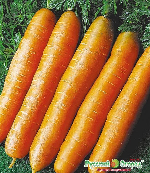 Морковь Золото Востока, семена