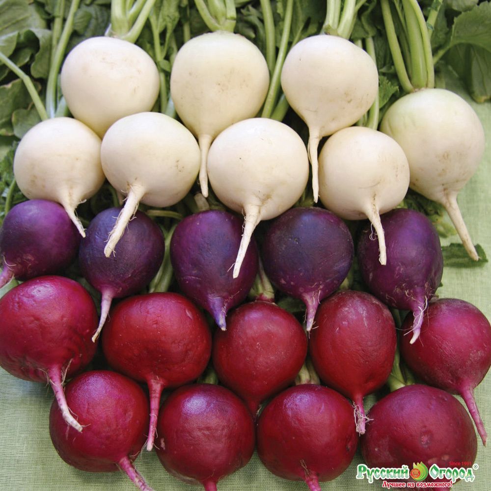 Редис Фиолетовый с белым кончиком, семена
