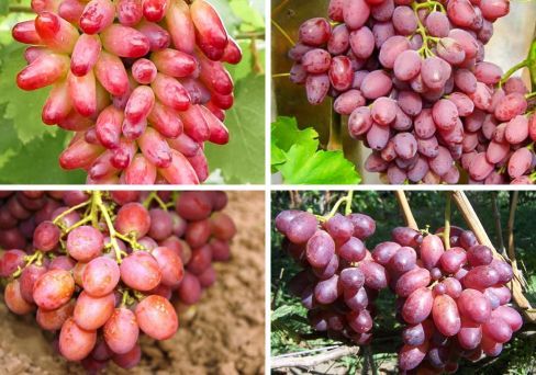 Комплект винограда: Рубиновая лоза из 4-х сортов